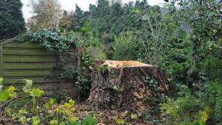 boomstronk rooien Gelderland